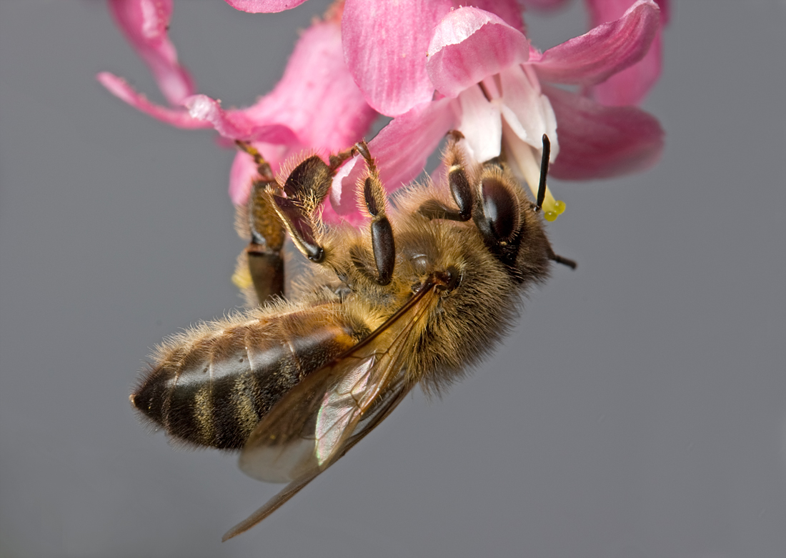 Honey Bee feeding 4